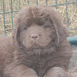 brown puppy