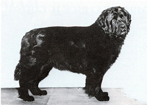 coastwise newfoundlands