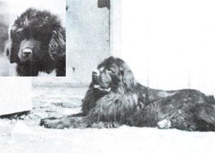 Edenglen's Tucker as puppy and adult