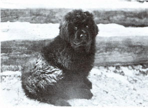 Halirock Puppy