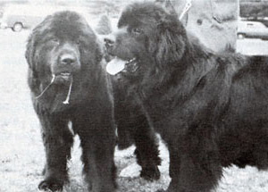 halirock newfoundlands