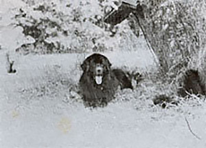 indigo newfoundlands