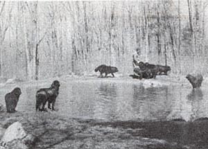 nashuauke newfoundlands