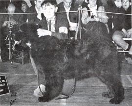 Shipshape's Cutty Sark, winning the 6-9 month class at the Lenox National Specialty