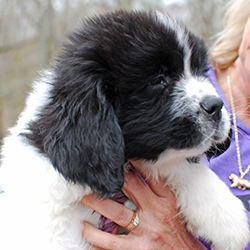 white and black puppy